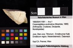 Foto (Objket + Etiketten) von Cracensigillatus acutirostrus (Moericke, 1889) 